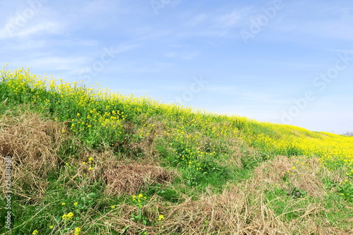 菜の花咲く春の江戸川土手風景