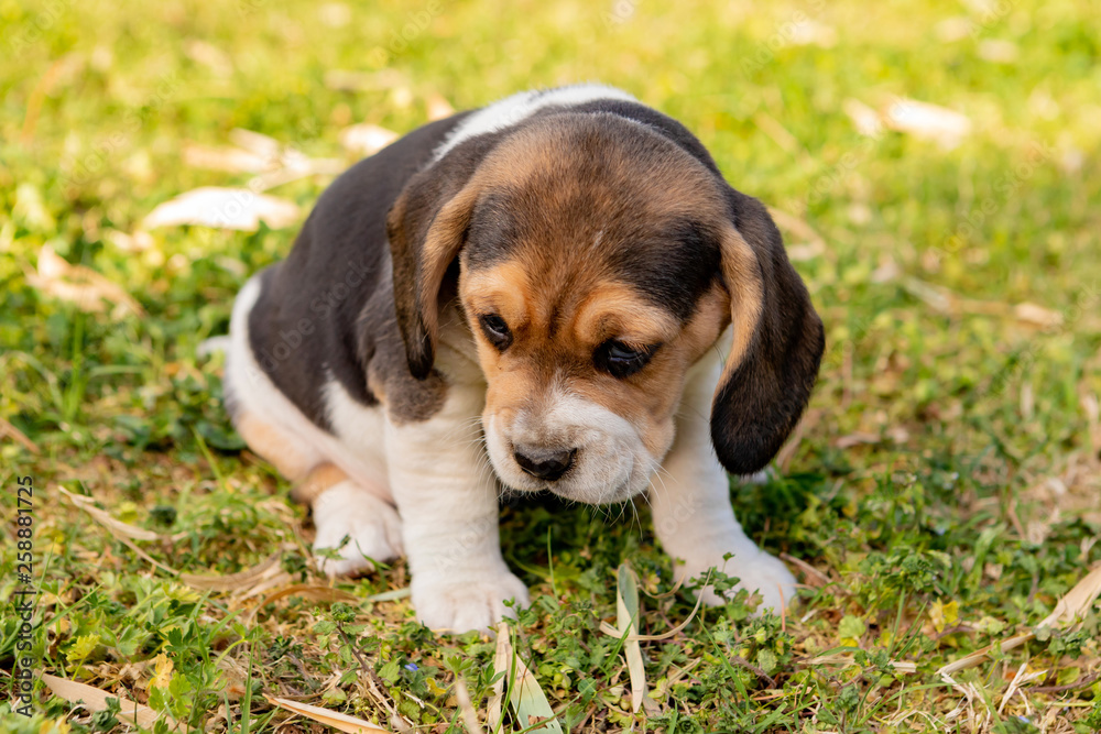 Beautiful beagle puppy on the green grass