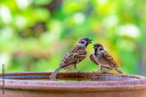 A pair of sparrows perching on a bowl of water with blurry green background of trees