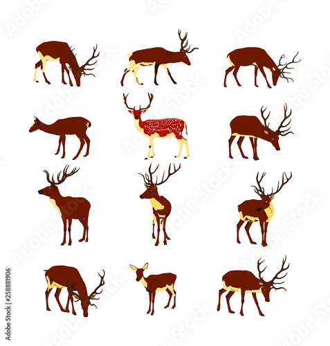 Deer collection vector illustration isolated on white background. Reindeer fawn. Proud Noble Deer male in forest zoo. Powerful buck with huge antlers standing. Animal collection of deer