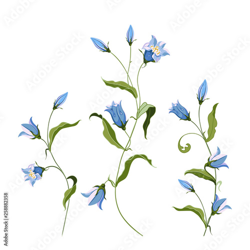 Collection of hand drawn blue bell flower, composition photo