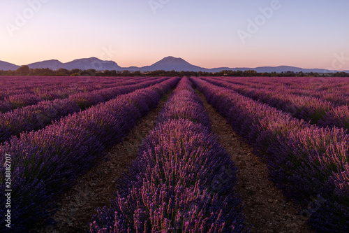 Lavender field and mountains
