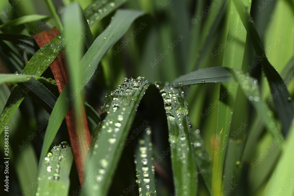 Fototapeta premium raindrops attached to beautiful green leaves