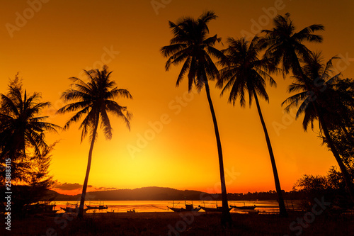 Delightful sunset over the ocean. Against the sky the dark silhouette of a coconut trees.