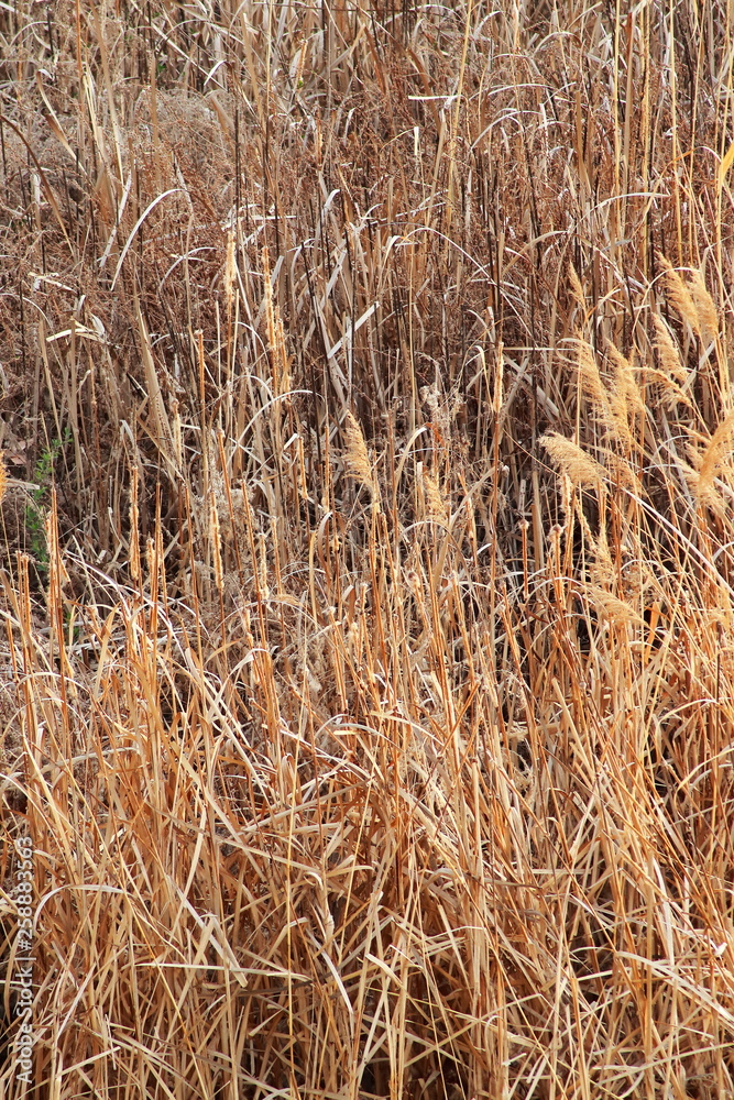 Fototapeta premium Manzanares rushes