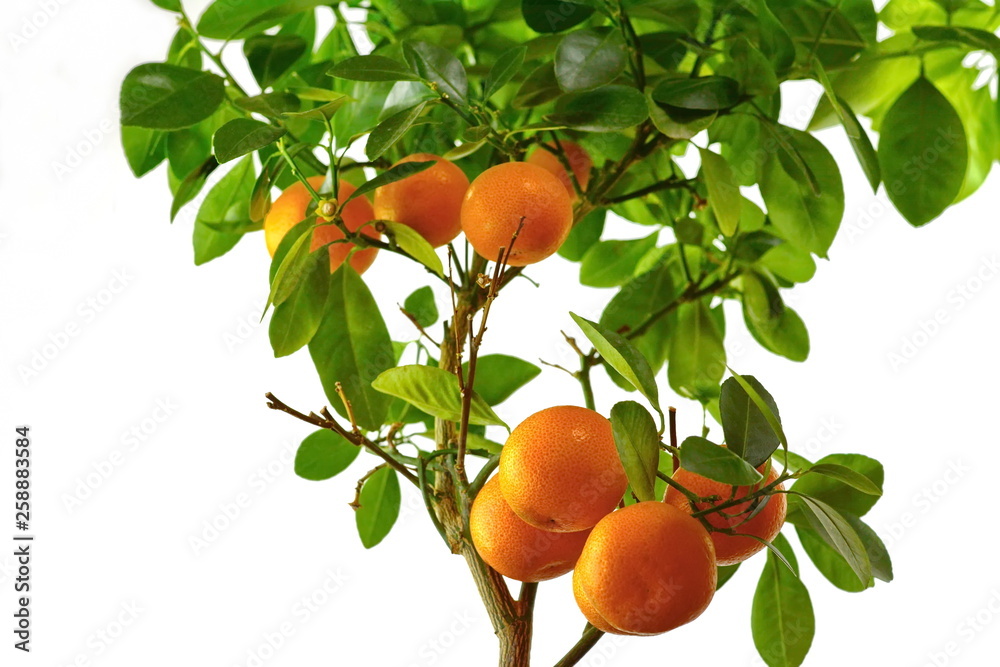 beautiful tangerine tree on a white background. Oranges on a branch. Citrus fruits growing on tree. Isolated on a white background. 