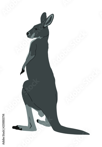 Kangaroo vector illustration isolated on white background. Australian animal portrait. Tourist symbol souvenir. Fauna best jumper. Zoo attraction.