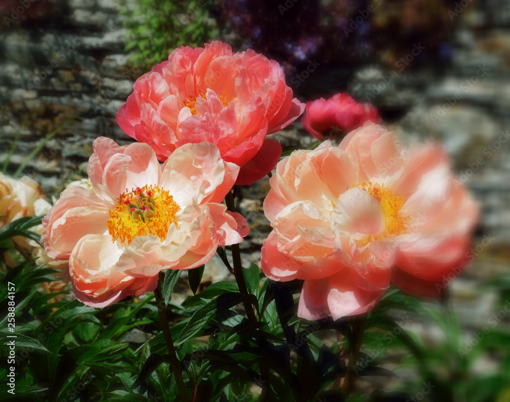 Beautiful flower portrait, in situ in English country garden. Beautiful flower portrait, in situ in English country garden.