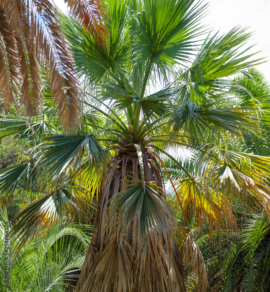 Fototapeta premium Palm trees in the park. Subtropical climate