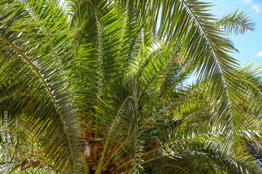 Palm trees in the park. Subtropical climate Palm trees in the park. Subtropical climate