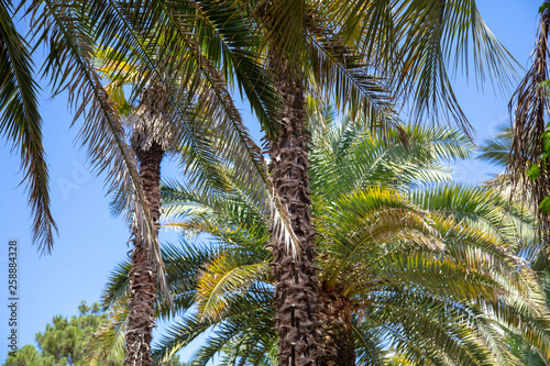 Palm trees in the park. Subtropical climate