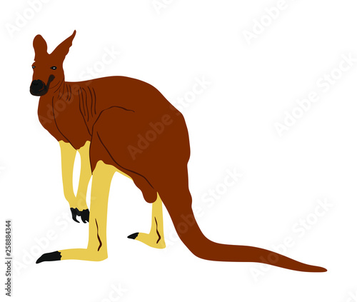 Kangaroo vector illustration isolated on white background. Australian animal portrait. Tourist symbol souvenir. Fauna best jumper. Zoo attraction.