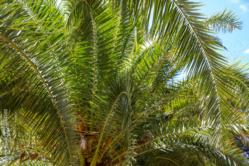 Palm trees in the park. Subtropical climate