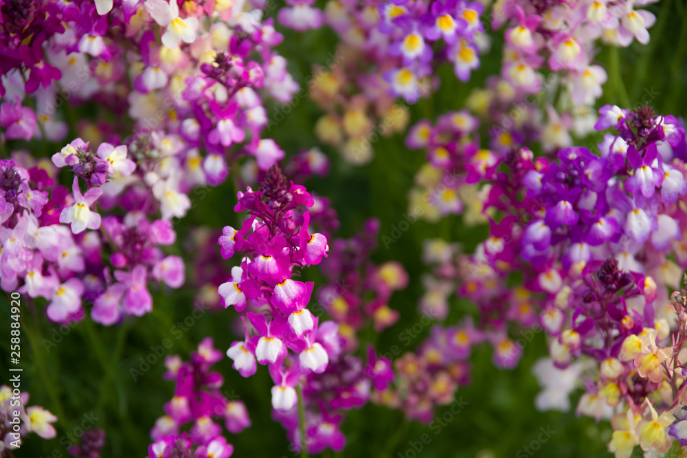 Flowers in Chiba minato port center.