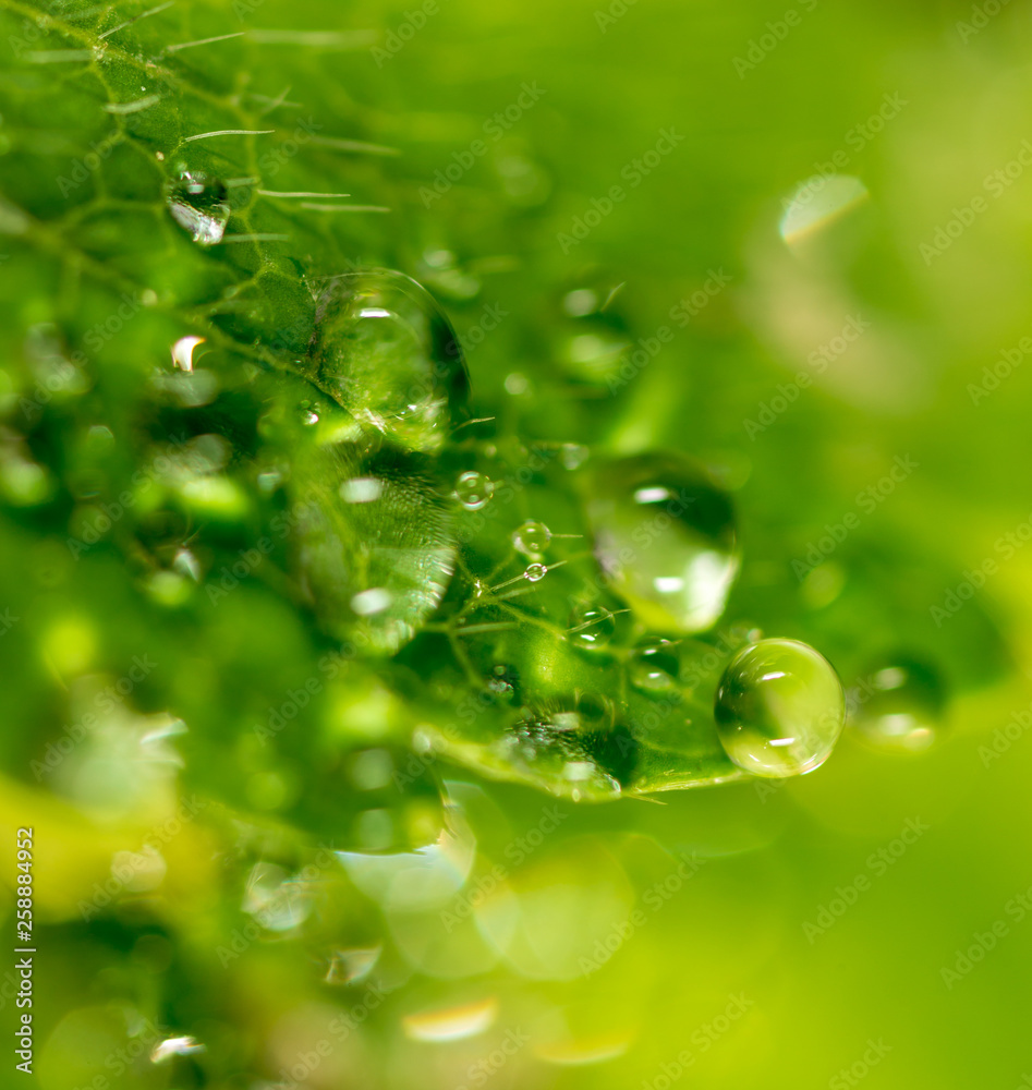 Water drops on a green leaf of strawberry