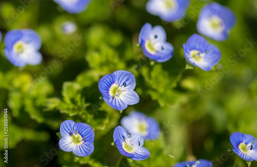 Little blue flowers on the grass in nature