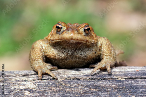 Toad (Bufo Bufo) is a frog native to sandy and heathland areas of Europe