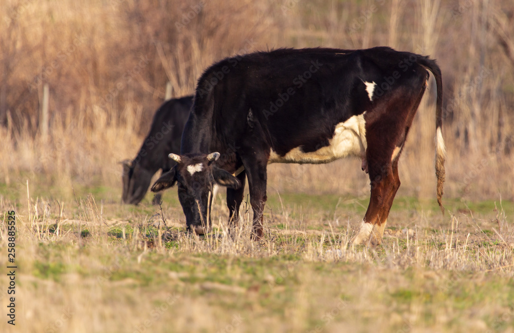 Cow grazing in the meadow in spring Cow grazing in the meadow in spring
