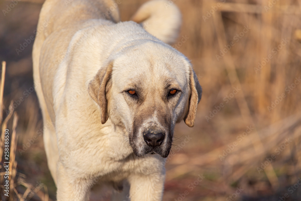 Portrait of a dog in the afternoon Portrait of a dog in the afternoon