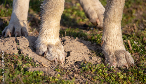 Paws of a dog on the grass in spring © schankz