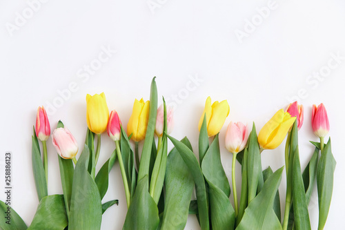 Border of fresh tulips on a white background. Copy space.  Spring flowers. Colored tulips  Lovely tulip flowers composition. Valentines Day or Mothers day. International Womens Day March 8.