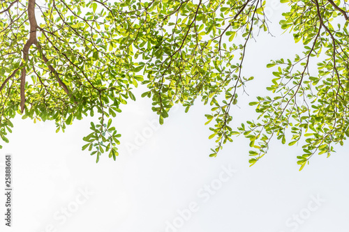 leaf white background