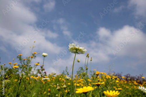 White flower Scabiosa columbaria among a field of yellow wild chrysanthemums against the blue sky with clouds