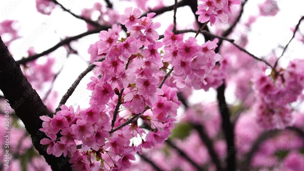 beautiful Sakura, Cherry Blossom flower in spring season beautiful Sakura, Cherry Blossom flower in spring season