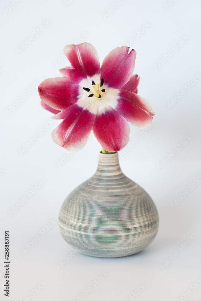 Tulpe Tulpe
