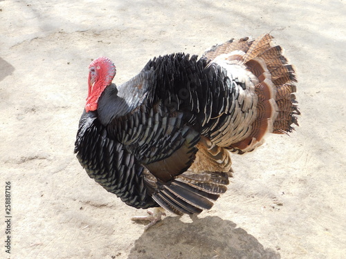  turkey on the poultry yard