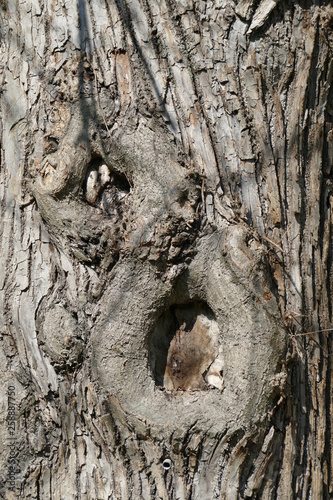 Alter knorriger Baumstamm, Holztextur, Hintergrundbild