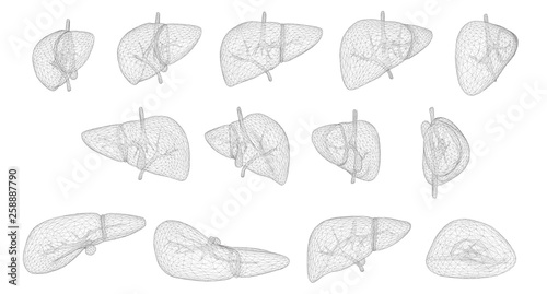 human liver. 3d vector. health and medicine.