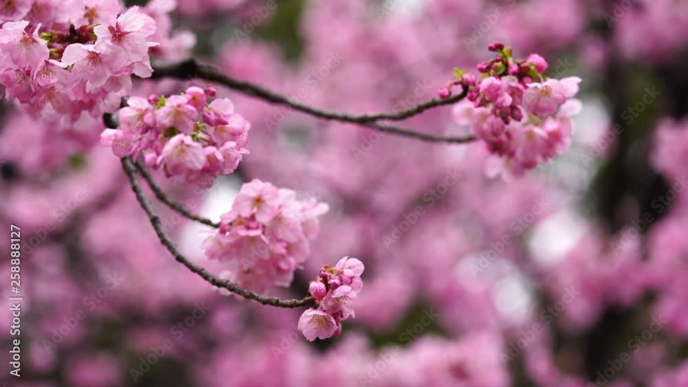 beautiful Sakura, Cherry Blossom flower in spring season beautiful Sakura, Cherry Blossom flower in spring season