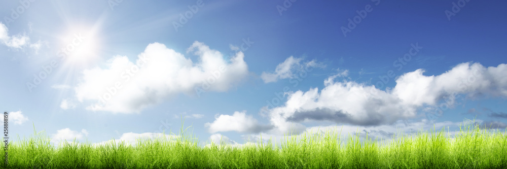 Panorama of green grass and sunlight Panorama of green grass and sunlight