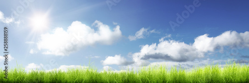 Panorama of green grass and sunlight