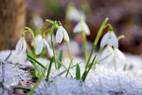 Snowdrops (Galanthus) in the spring forest. Harbingers of warming symbolize the arrival of spring. photo