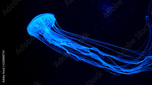 Fotografie, Tablou Beautiful jellyfish moving through the water neon lights