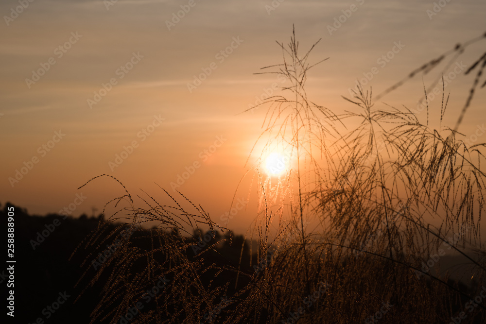 soft focus Poaceae Grass and sunlight