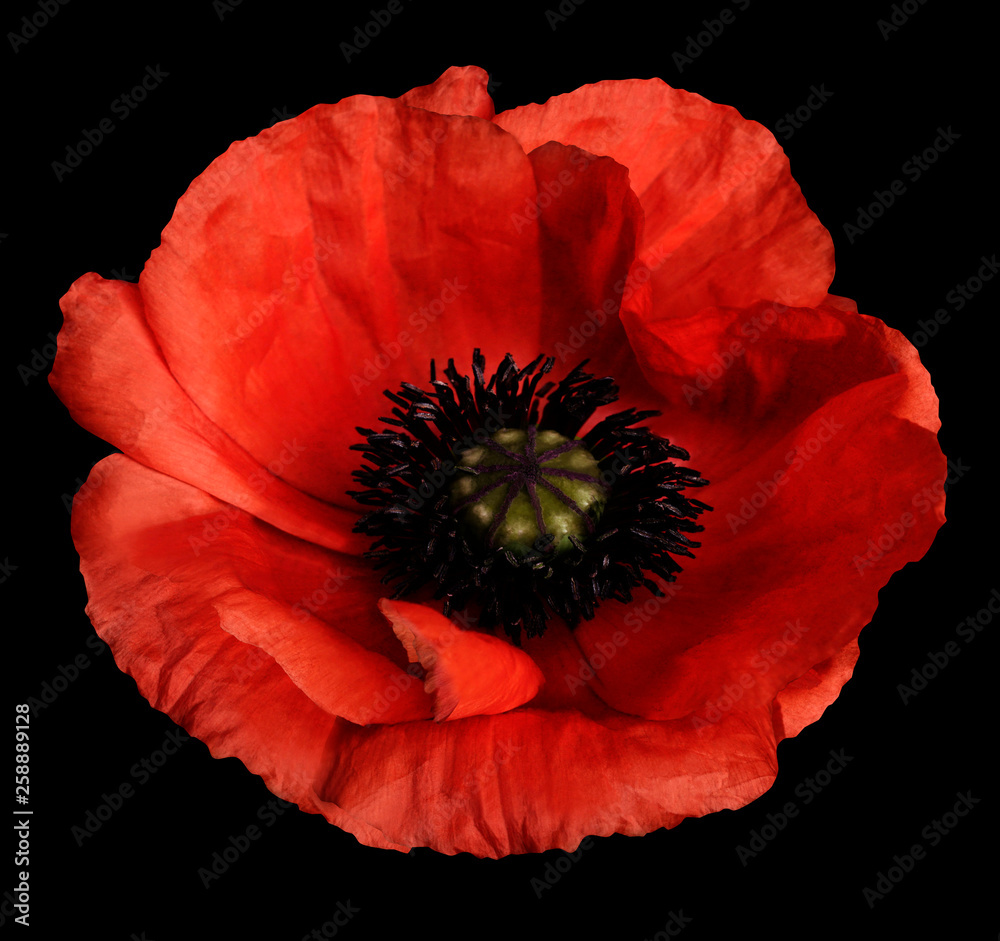 red poppy flower on the black isolated background with clipping path. Closeup. no shadows. For design. Nature. red poppy flower on the black isolated background with clipping path. Closeup. no shadows. For design. Nature.