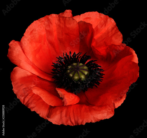 red poppy flower on the black isolated background with clipping path. Closeup. no shadows. For design. Nature.