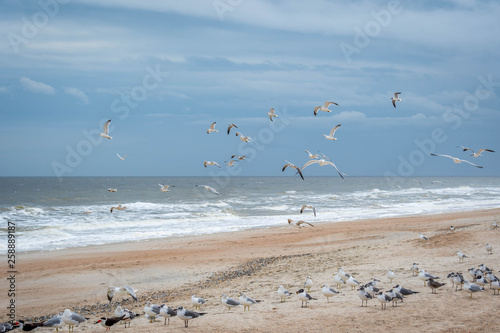 Flock of birds flying along the coastline of Amelia Island  Florida