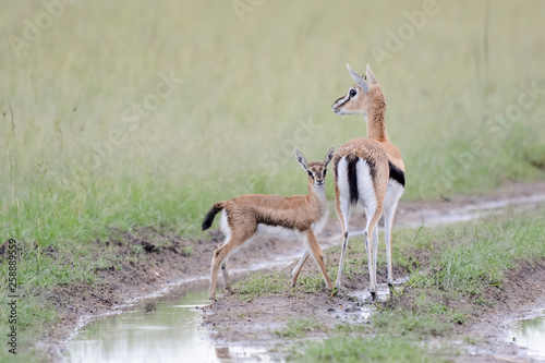 Mother and baby gacel thomson