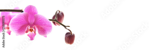 Pink phalaenosis orchid stem isolated on panoramic white background