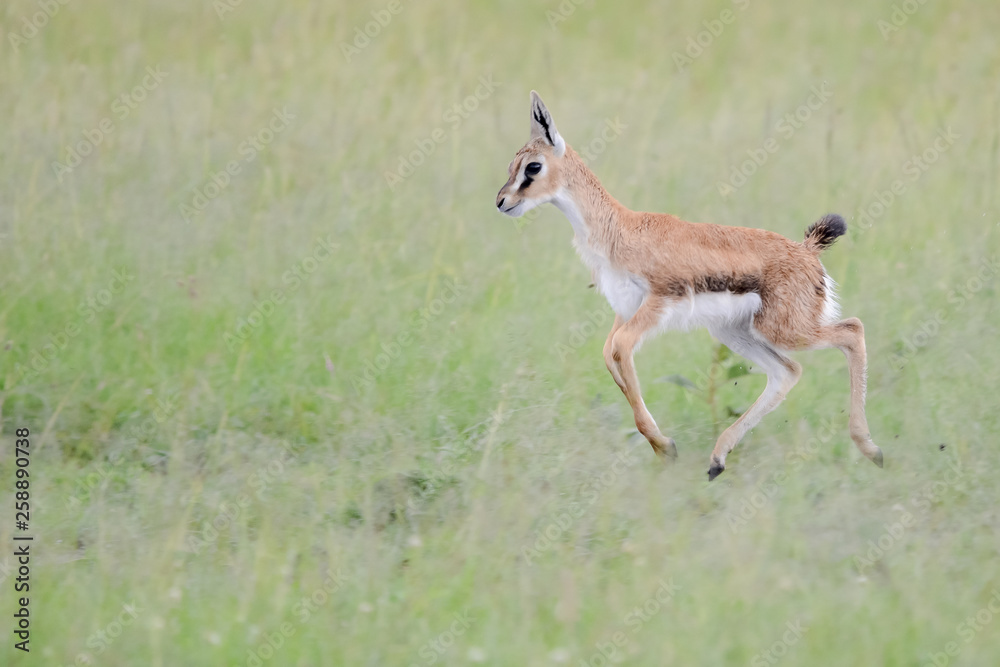 Mother and baby gacel thomson