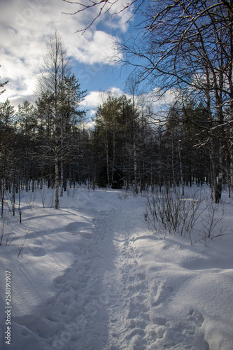 Fototapeta Naklejka Na Ścianę i Meble -  winter forest on a Sunny day