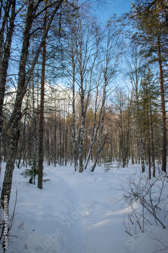 winter forest on a Sunny day