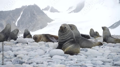 Group of Antarctic Seals on Rocky Beach in Antarctica