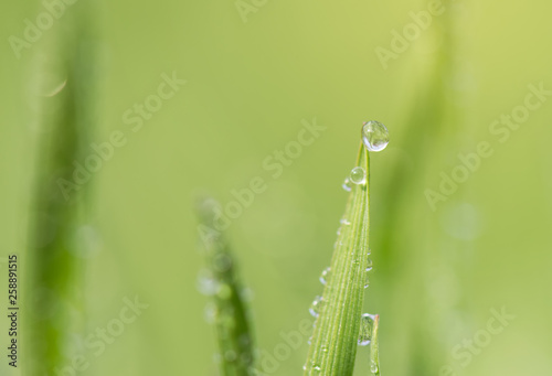 Water drops on green grass in spring season