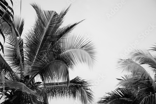 Coconut palm tree foliage under sky. Vintage background. Black and white