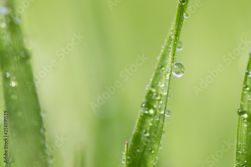 Water drops on green grass in spring season